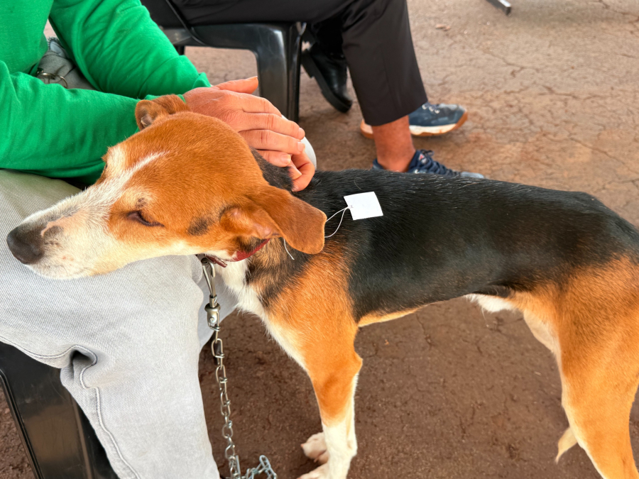 Castramóvel abre 150 vagas para castração gratuita de cães e gatos neste sábado em Campo Mourão