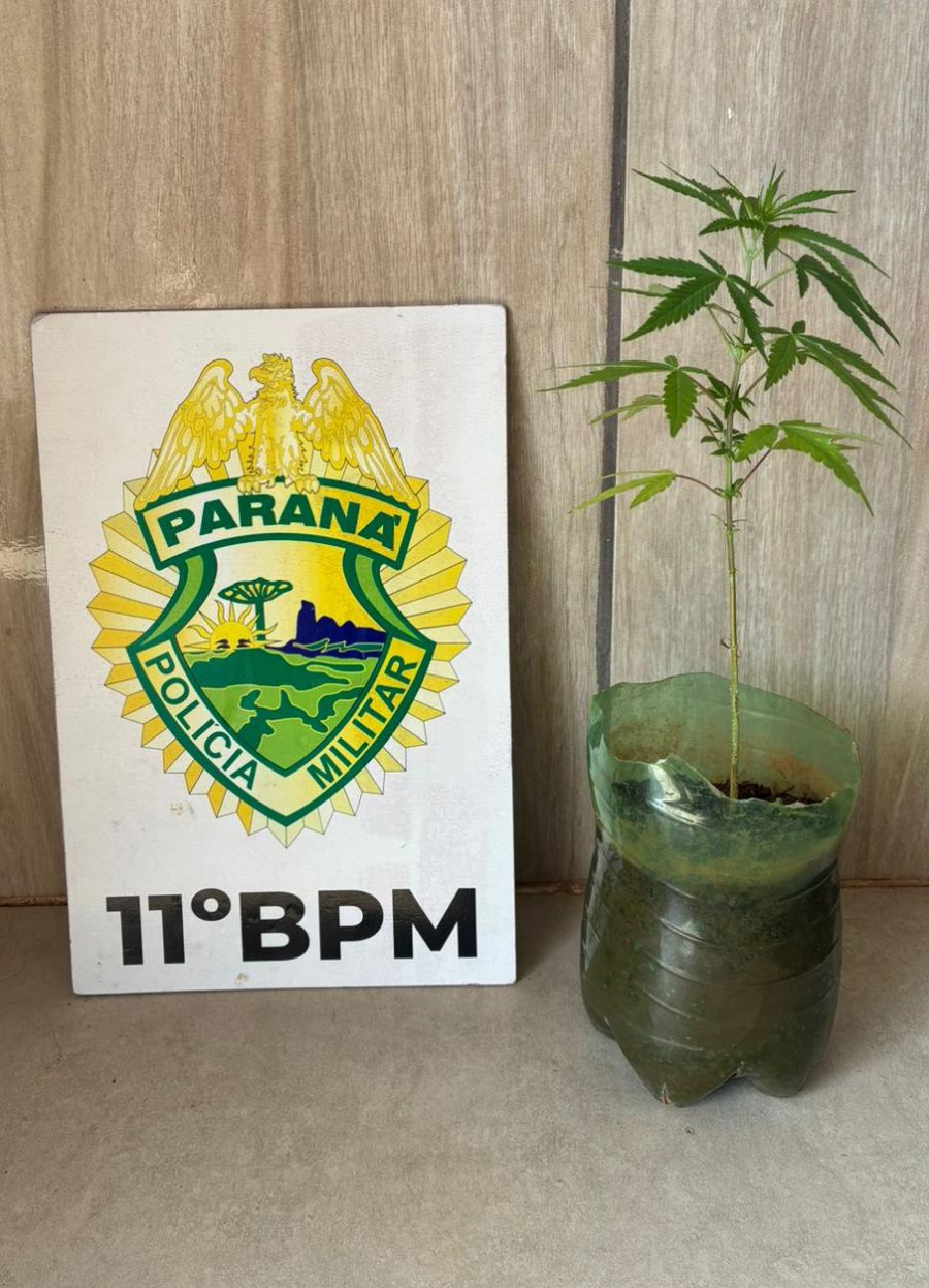 Polícia apreende pé de maconha cultivado em recipiente plástico durante ocorrência em residência